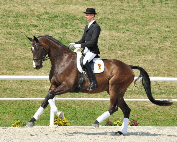 Dressurpferd Dr. Mac Dreamy (Bayer, 2007, von Danone II)