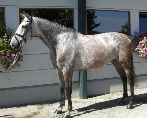 horse Callas 31 (Bavarian, 2006, from Cellini 8)
