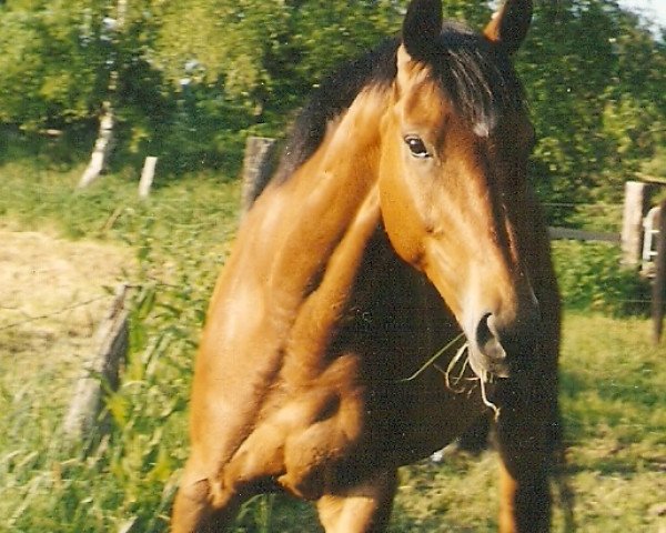 horse Gino Peppino (Hanoverian, 1995, from Gloster)