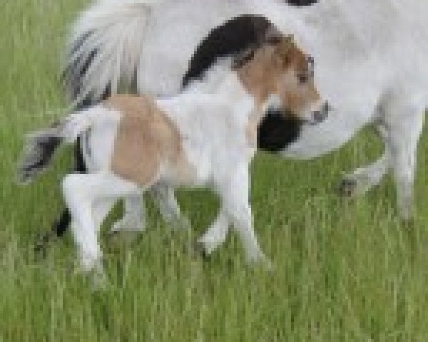 broodmare Fauna's cheeky Mila (Shetland pony (under 87 cm), 2012, from Schalenburgs Twister)
