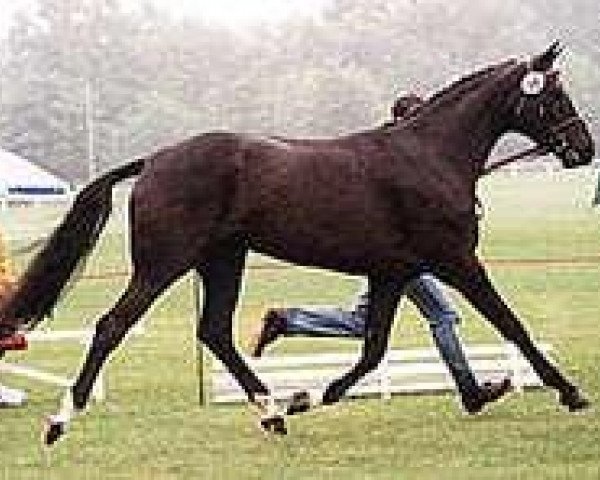 broodmare Wild Rose (Oldenburg, 1994, from Feiner Stern)