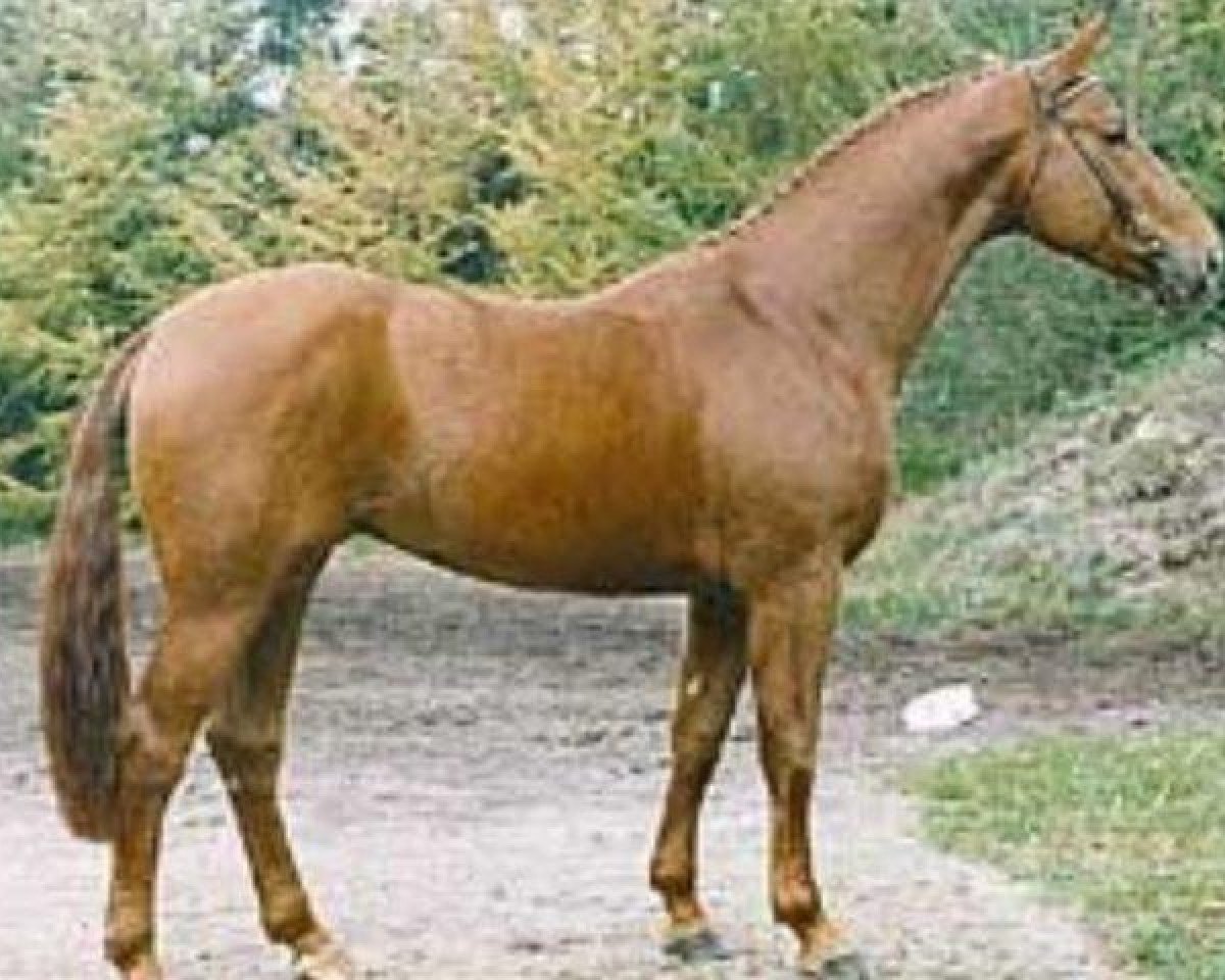 stallion Walt Disney II (Hanoverian, 1988, from World Cup I)