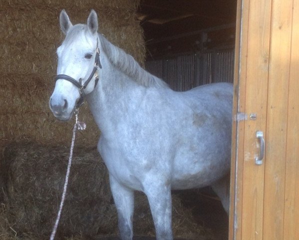 broodmare Loreen (German Sport Horse, 2004, from Levisto Z)