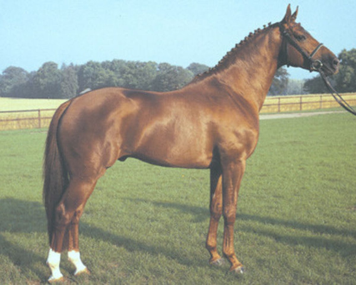 Deckhengst Quattro B (Selle Français, 1990, von Qredo de Paulstra)