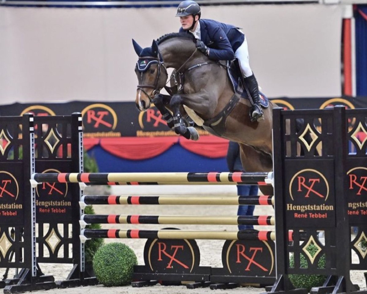 Deckhengst Sandro Junior (Holsteiner, 2015, von Sandro Boy)
