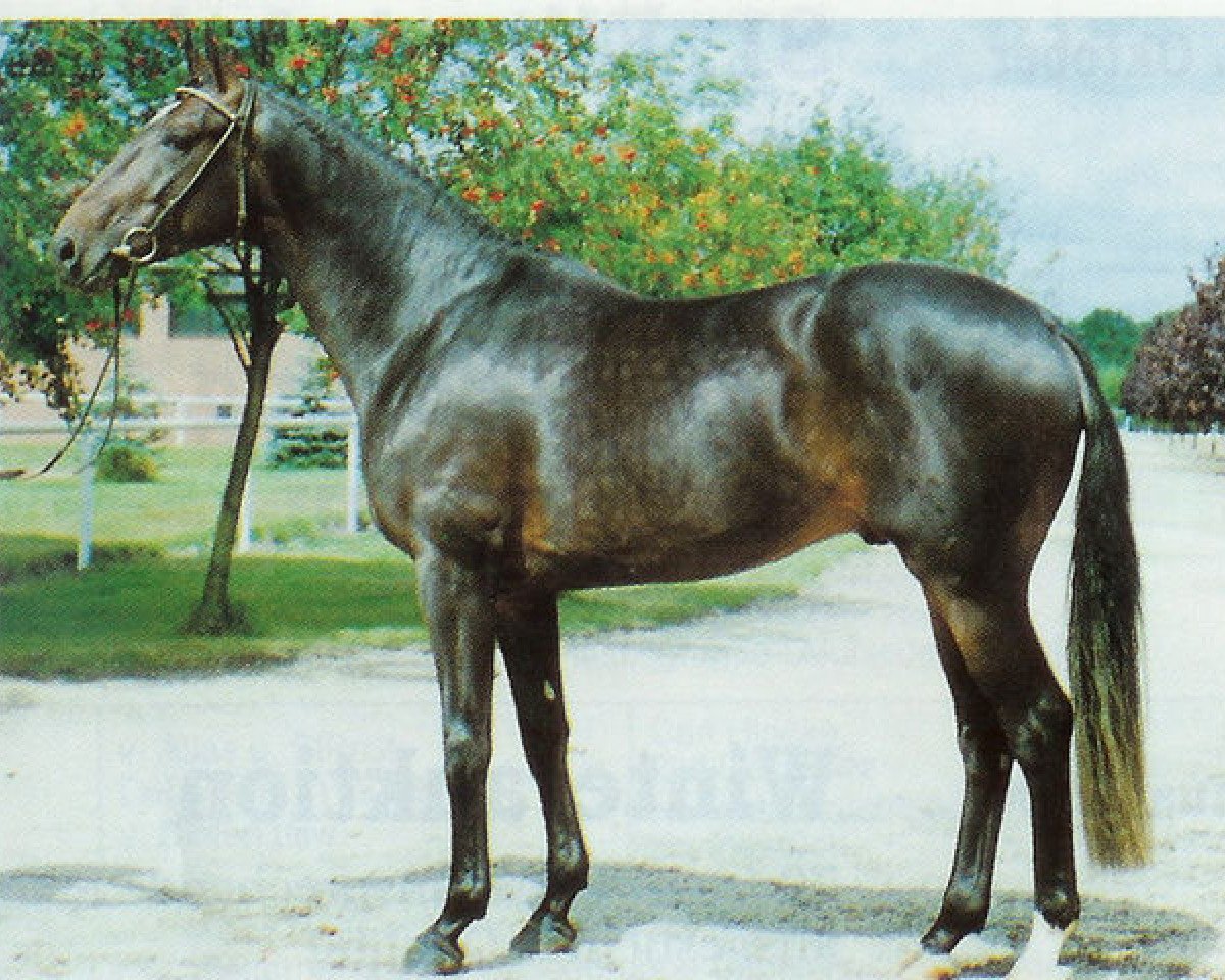 Deckhengst Maurice (Hannoveraner, 1986, von Matcho AA)