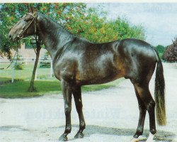 Deckhengst Maurice (Hannoveraner, 1986, von Matcho AA)