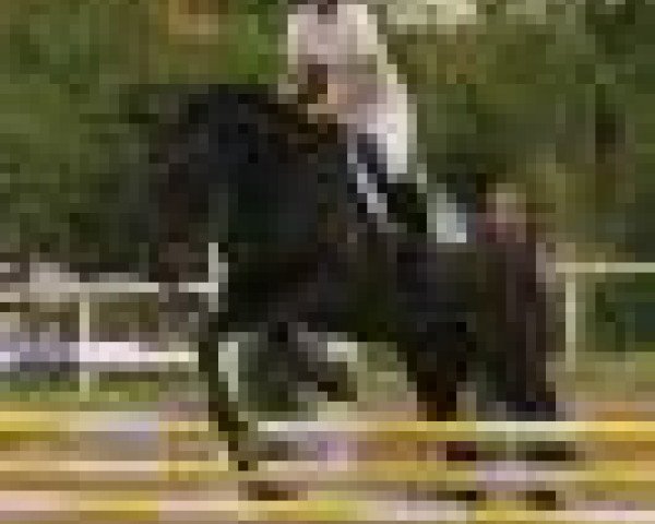 horse Locarno (Holsteiner, 2004, from Loutano's Orion)