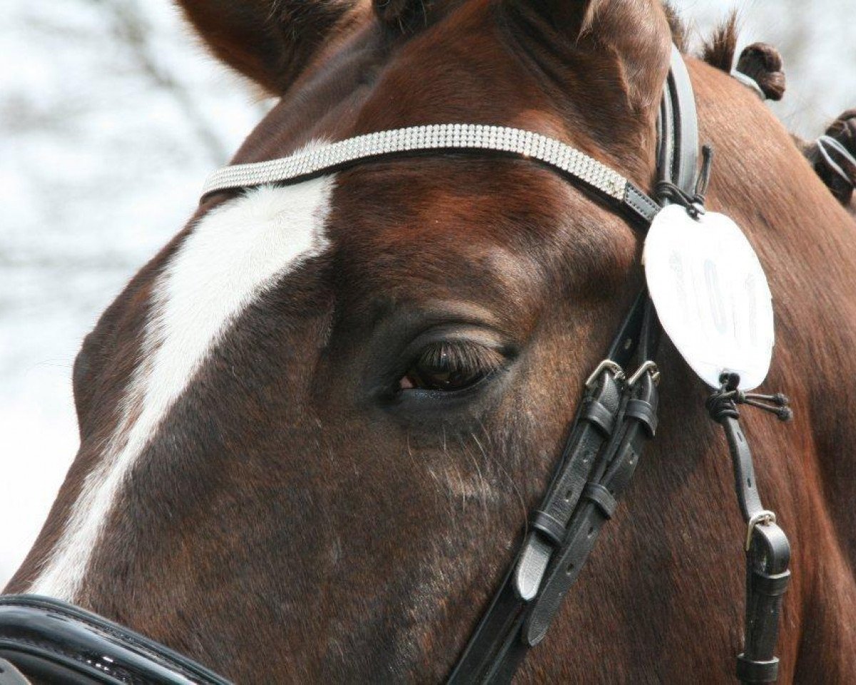 Dressurpferd Dieter 33 (Westfale, 2005, von Del Rio)