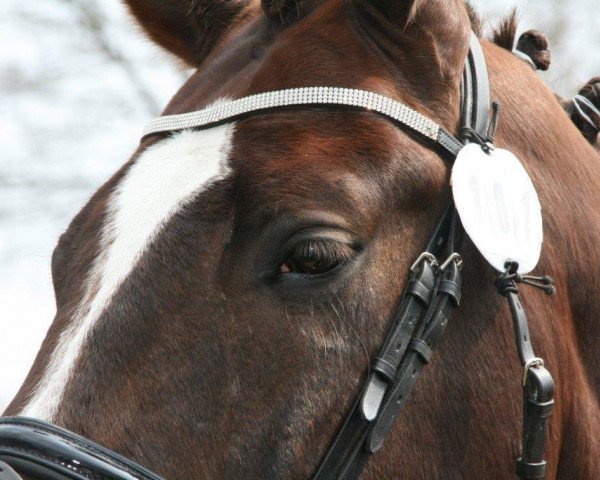 Dressurpferd Dieter 33 (Westfale, 2005, von Del Rio)