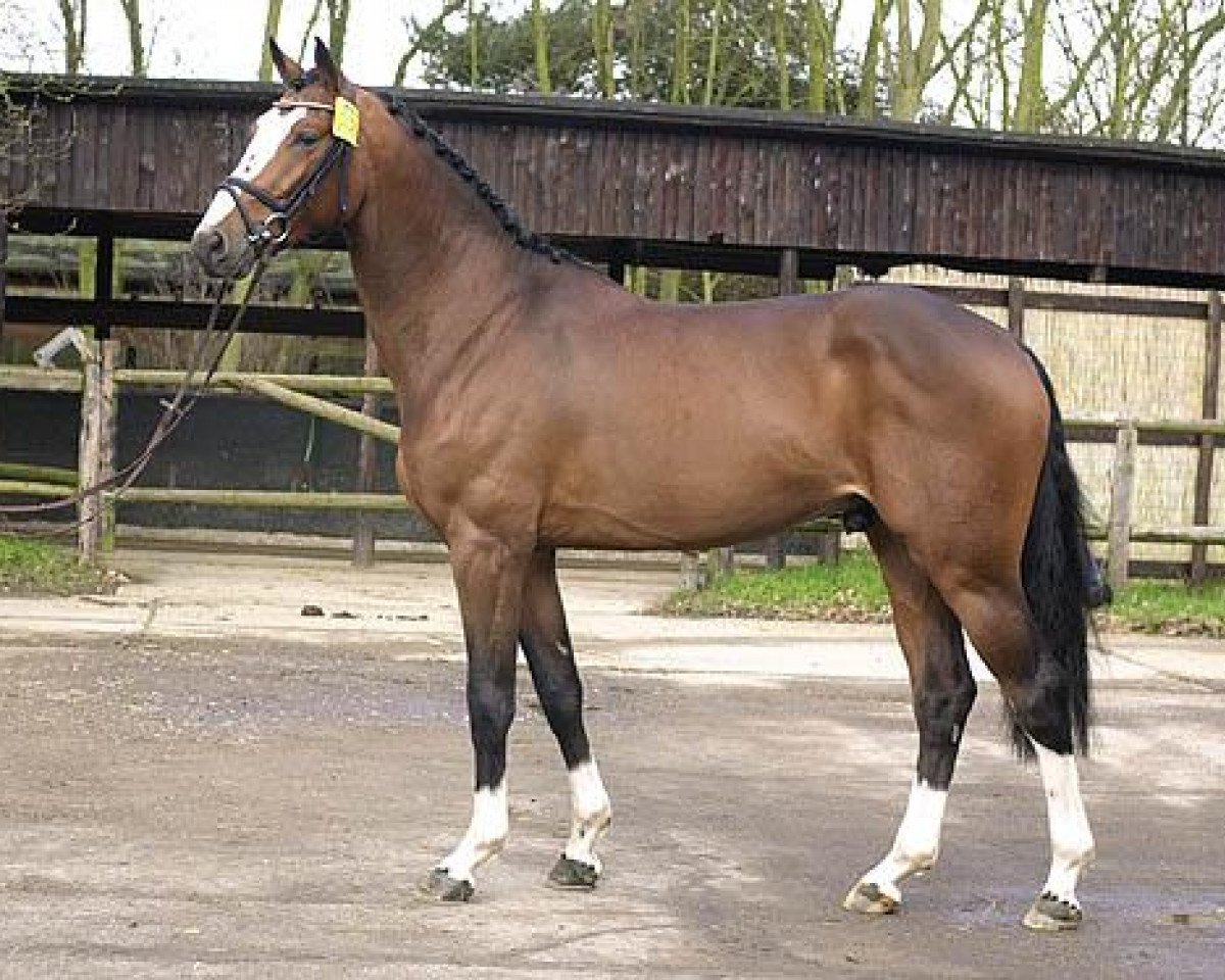 stallion Balou du Rouet (Oldenburg, 1999, from Baloubet du Rouet)