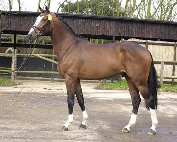 stallion Balou du Rouet (Oldenburg, 1999, from Baloubet du Rouet)