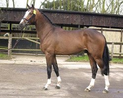 Deckhengst Balou du Rouet (Oldenburger, 1999, von Baloubet du Rouet)