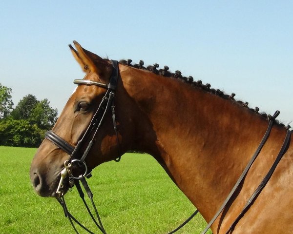 dressage horse Brioni 9 (Westphalian, 2004, from Belissimo NRW)