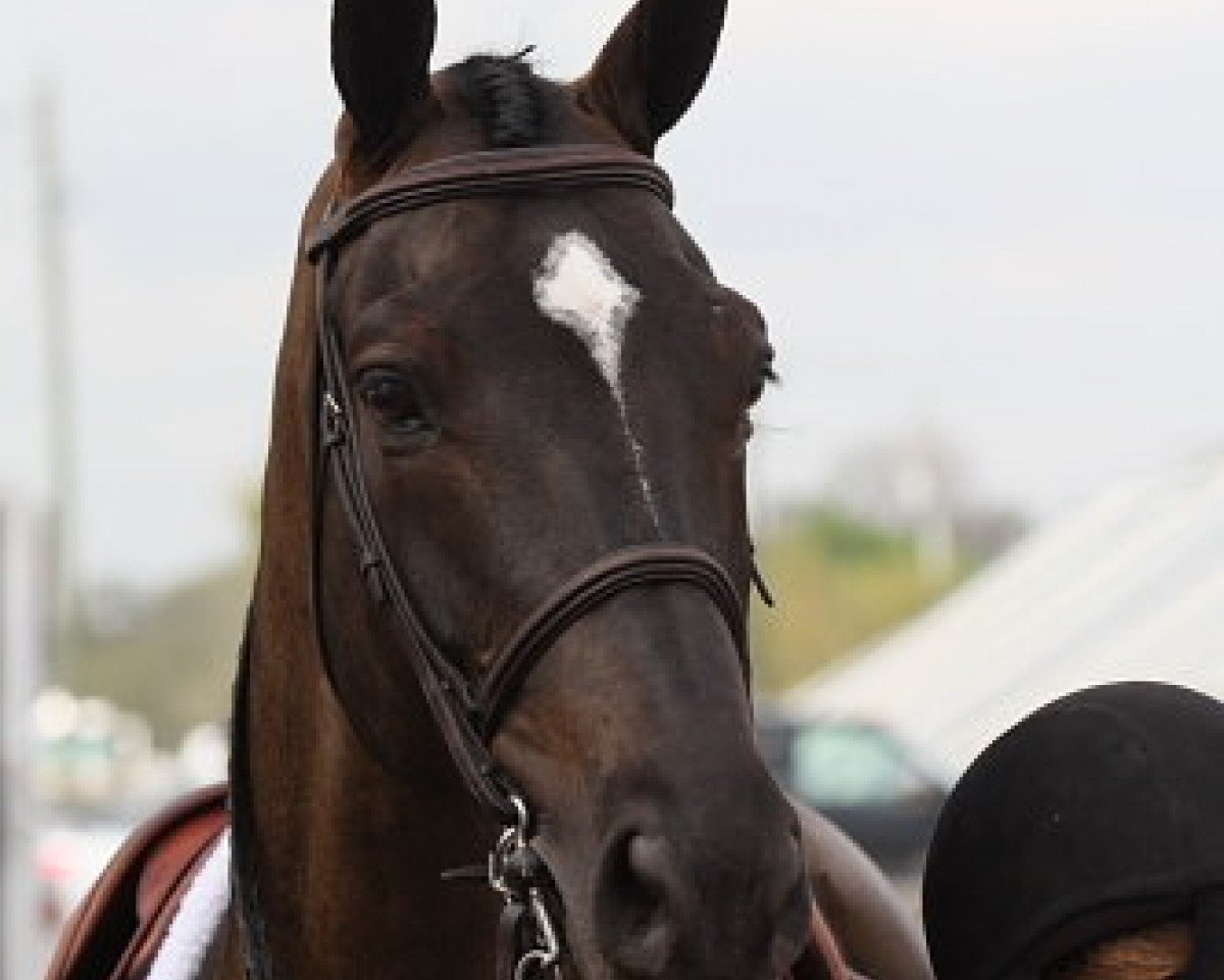 Pferd Power Ranger (Westfale, 2001, von Potential)