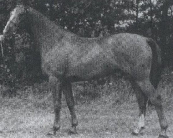 Zuchtstute Esprit (KWPN (Niederländisches Warmblut), 1986, von Le Mexico)