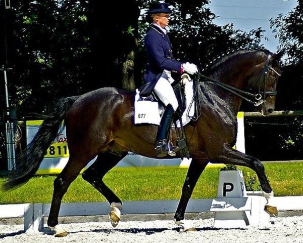 stallion Schwarzenegger (Hanoverian, 1997, from Sion)