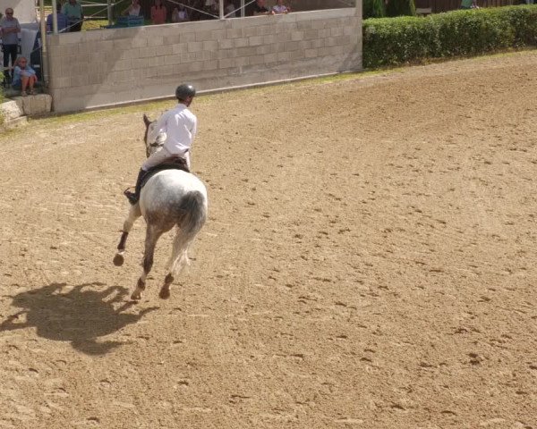 Reitturnier Böblingen 2022