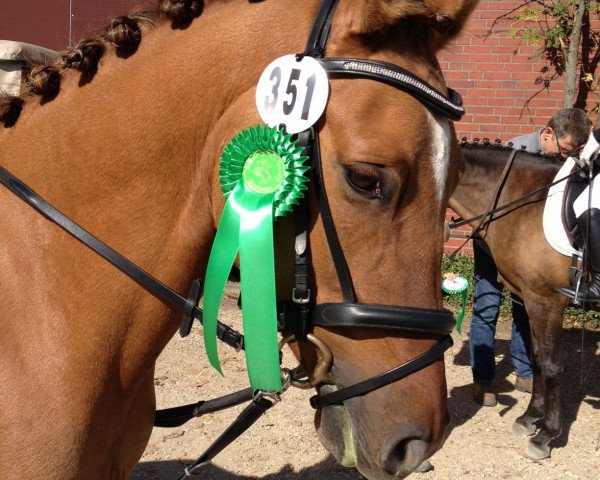 dressage horse Diamond Dancer (German Riding Pony, 2006, from HB Daylight)