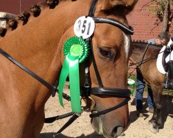 Dressurpferd Diamond Dancer (Deutsches Reitpony, 2006, von HB Daylight)
