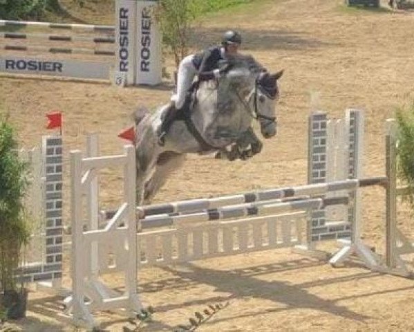 jumper CU Later (Westphalian, 2014, from Cascor Z)