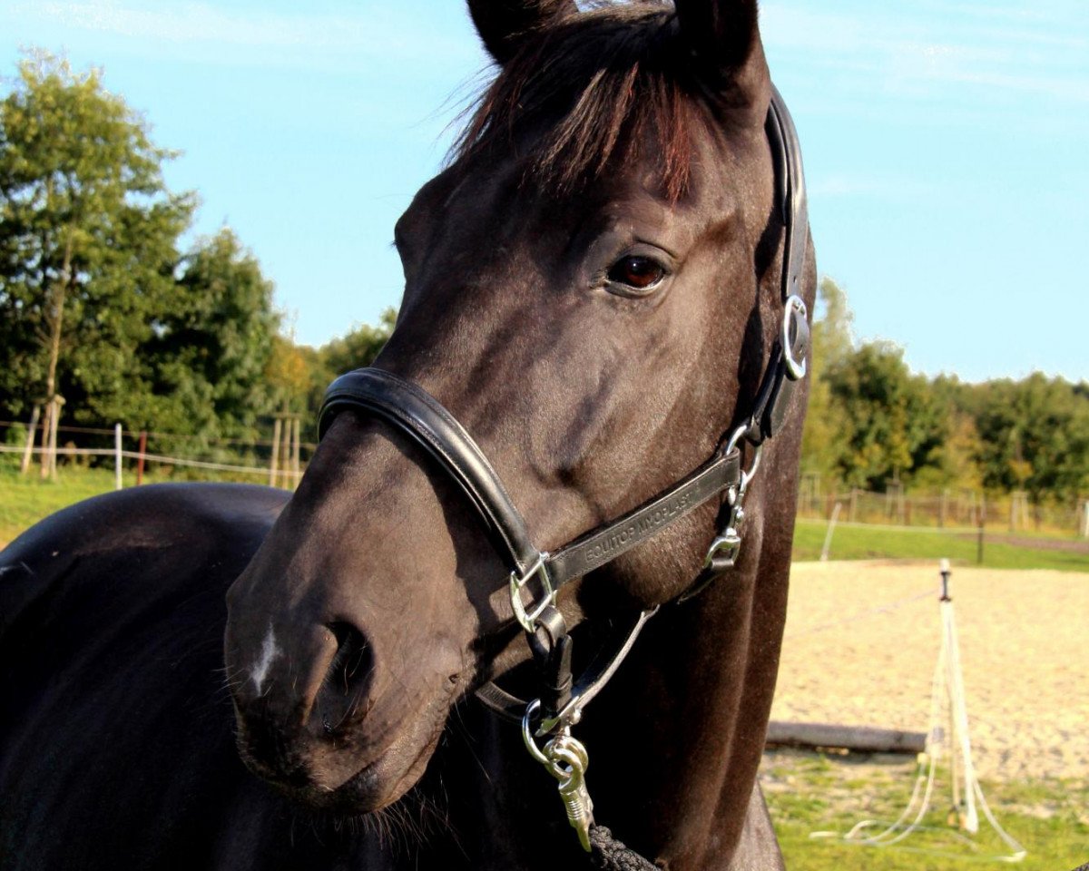 dressage horse Rakito 2 (Oldenburg, 2005, from Röwer BE)