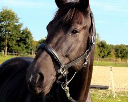 dressage horse Rakito 2 (Oldenburg, 2005, from Röwer BE)