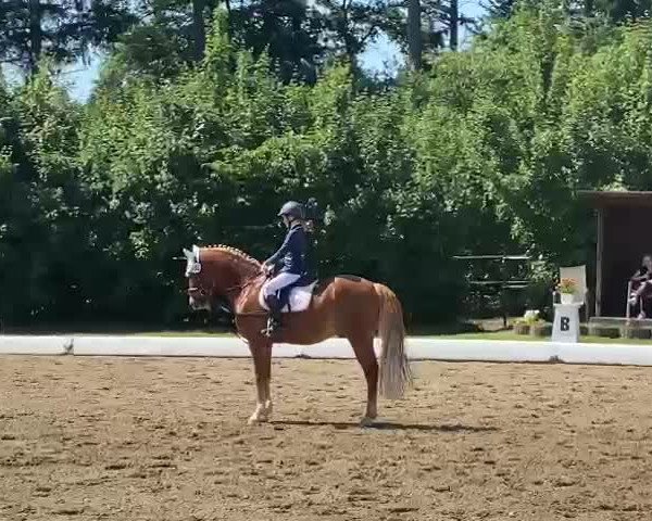 Video of Casjopeia