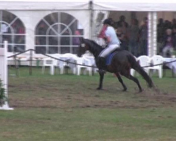 jumper Rien ne va plus 39 (Hanoverian, 2005, from Royaldik)