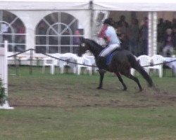 jumper Rien ne va plus 39 (Hanoverian, 2005, from Royaldik)
