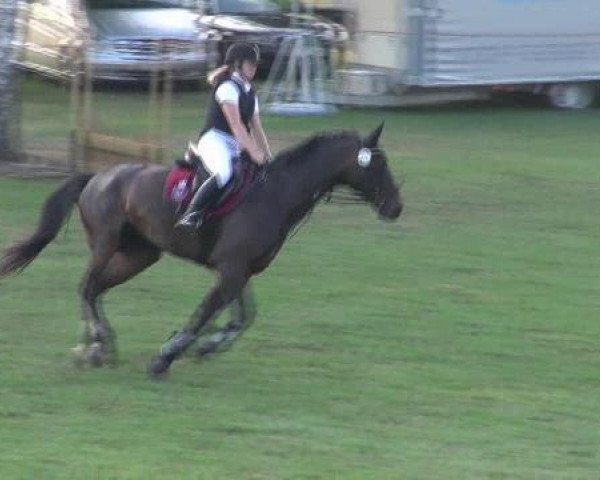 Springpferd Liesken B (Westfale, 1996, von Paukenschlag)