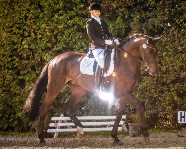 dressage horse Alles wird gut (Czech Warmblood, 2002, from Caletto III)