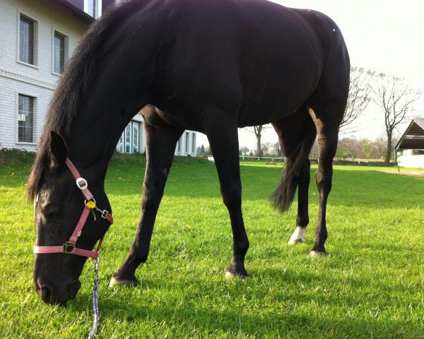 jumper Schachmatt 4 (Hanoverian, 2004, from Silvio I) jumper Schachmatt 4 (Hanoverian, 2004, from Silvio I)