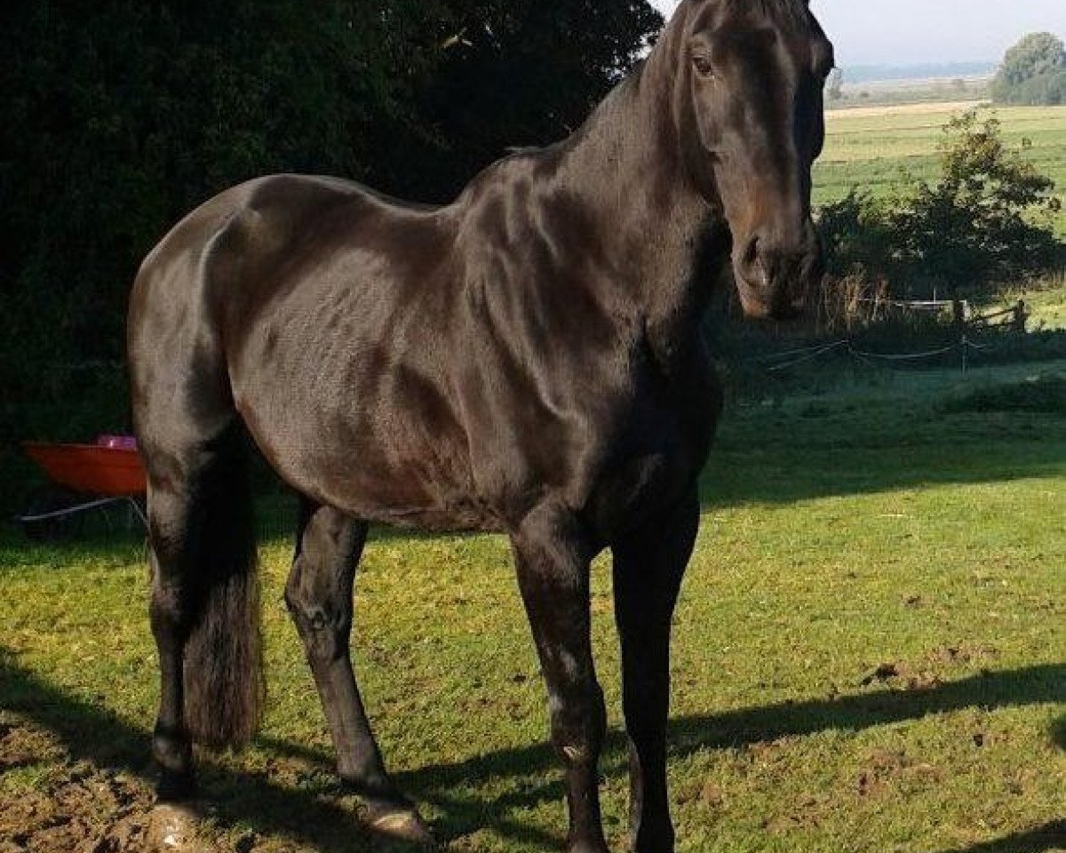 broodmare Rosanna (Hanoverian, 1996, from Rabino)