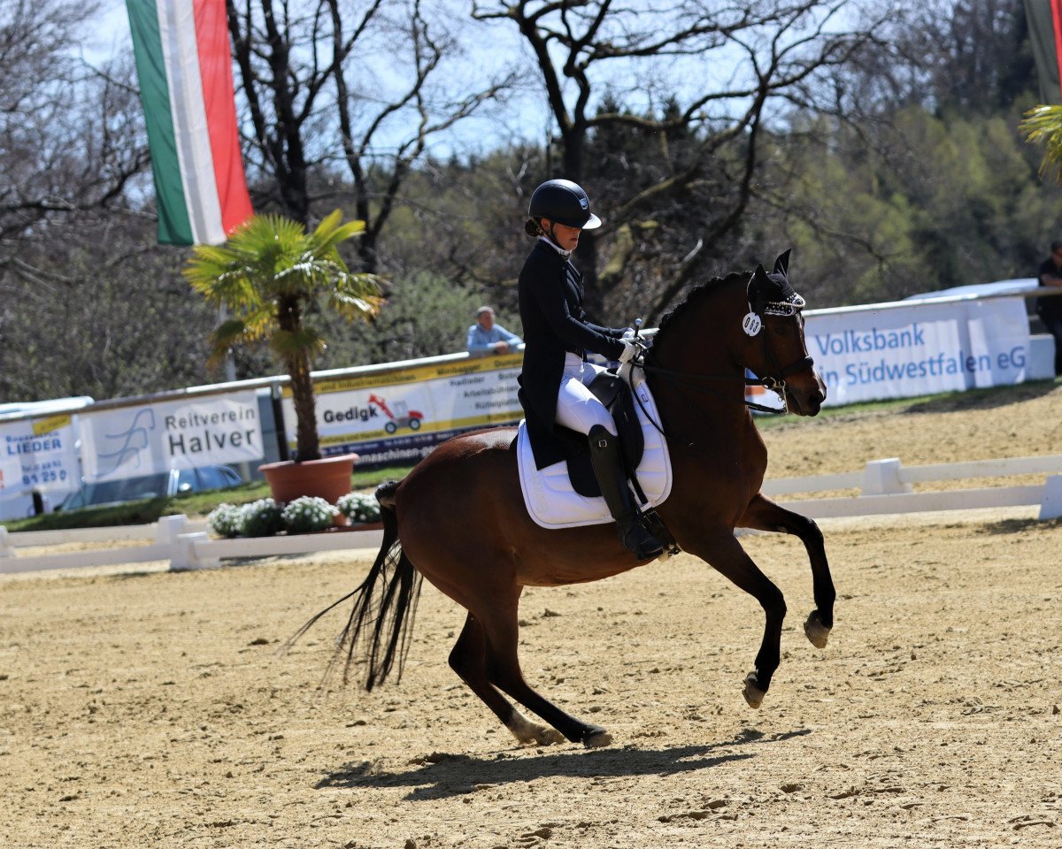 Zuchtstute Cute Summerwine de Luxe (Deutsches Reitpony, 2010, von FS Champion de Luxe)