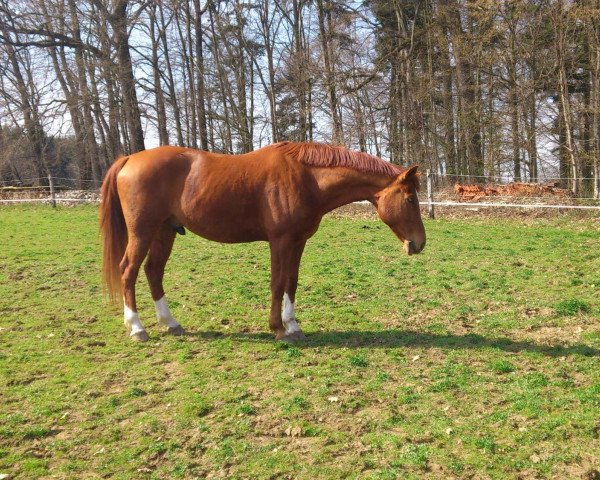 horse Amigo 1330 (Württemberger, 2000, from Ameretto)