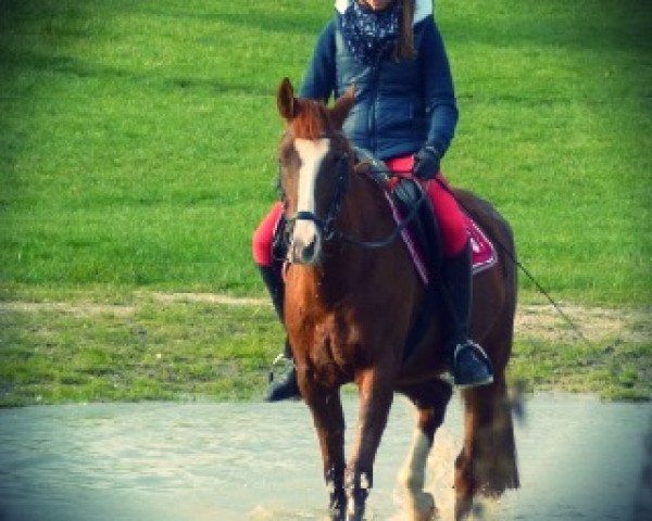 dressage horse Daisy's Aimee (German Riding Pony, 2002, from Madison) dressage horse Daisy's Aimee (German Riding Pony, 2002, from Madison)