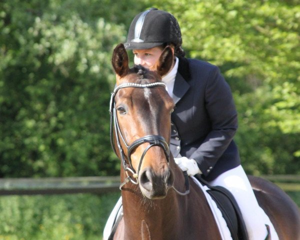 horse Figaro 244 (Westphalian, 2005, from Fürst Piccolo)