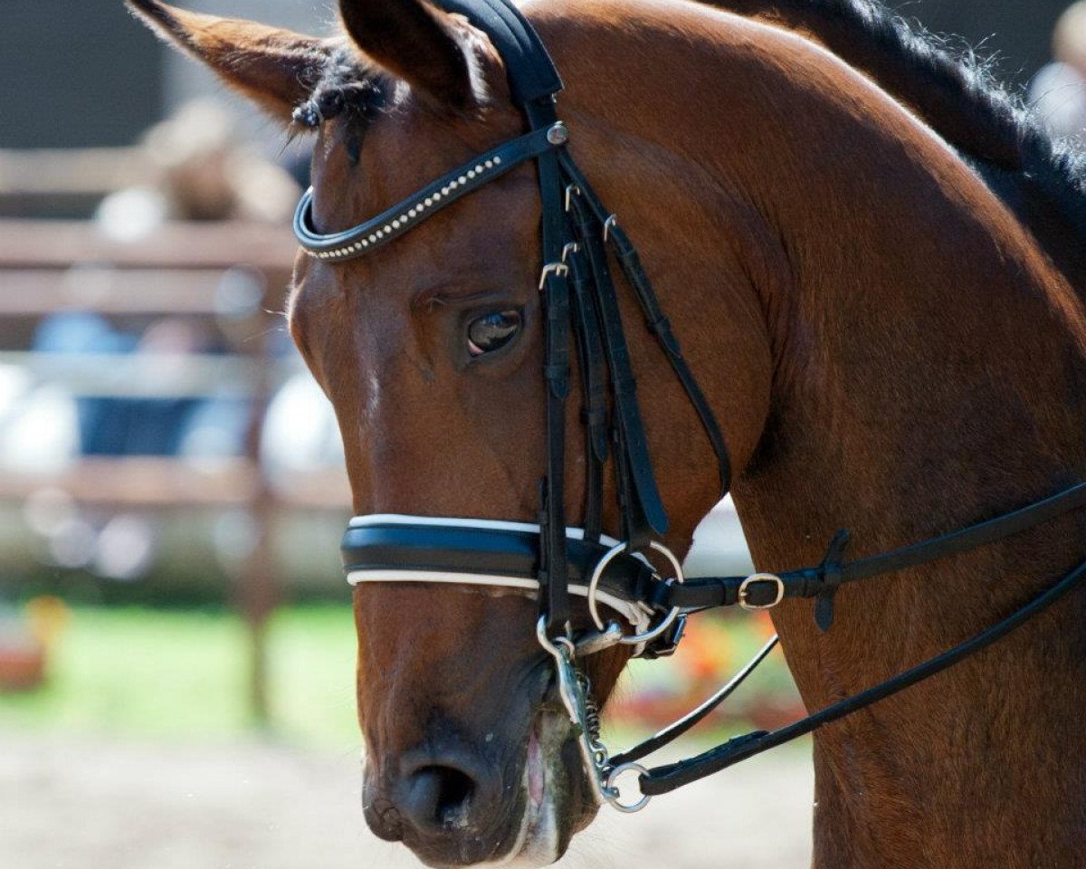 broodmare Funny Lady 12 (Oldenburg, 2004, from Harvard)
