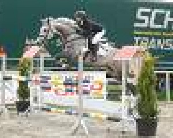 broodmare Living Colors 2 (German Sport Horse, 2003, from Levisto Z)