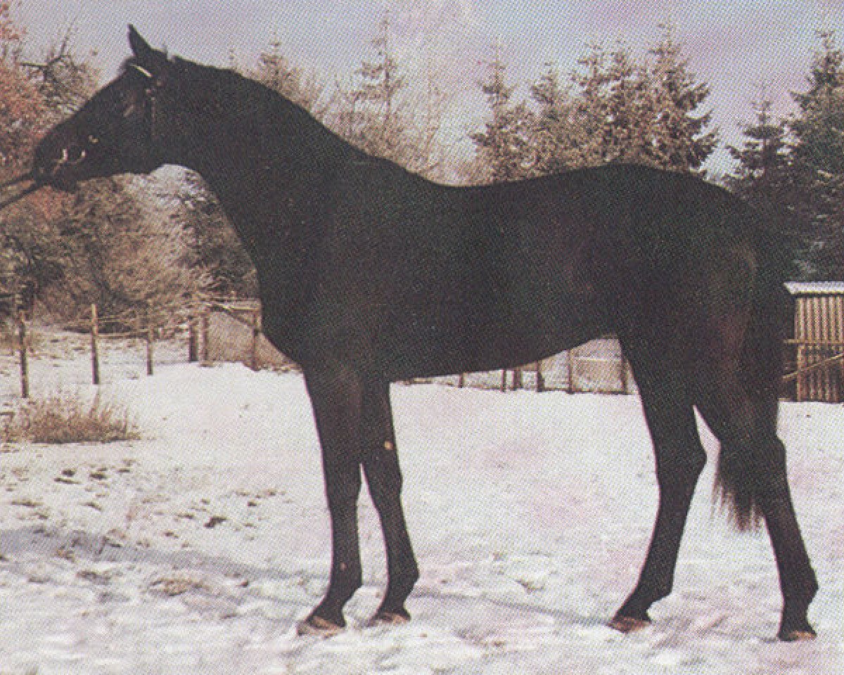 stallion Leonhard (Hanoverian, 1983, from Lombard)
