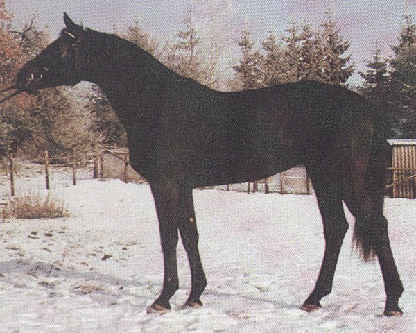 stallion Leonhard (Hanoverian, 1983, from Lombard)
