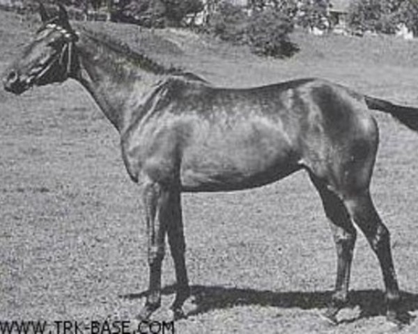 broodmare Hymne (Trakehner, 1948, from Sporn 4266)