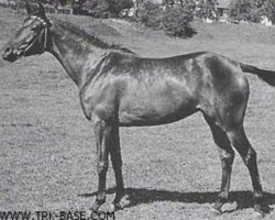 broodmare Hymne (Trakehner, 1948, from Sporn 4266)