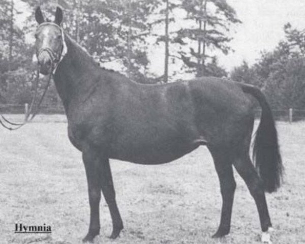 broodmare Hymnia (Trakehner, 1966, from Impuls)