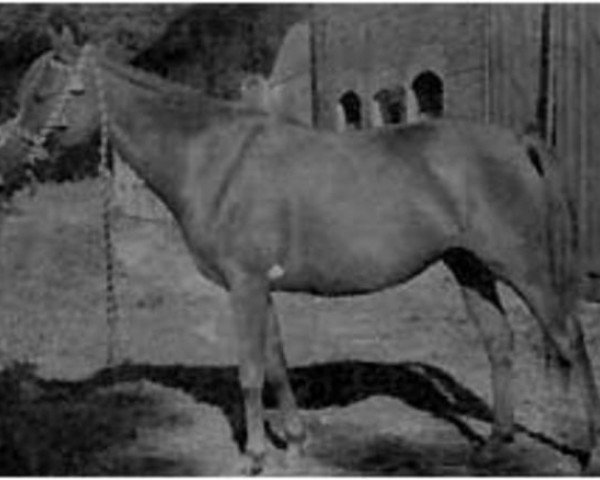 broodmare Galka ox (Arabian purebred, 1946, from Marabut ox)