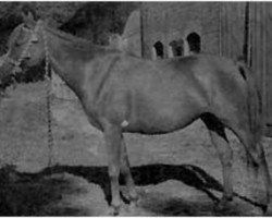 broodmare Galka ox (Arabian purebred, 1946, from Marabut ox)