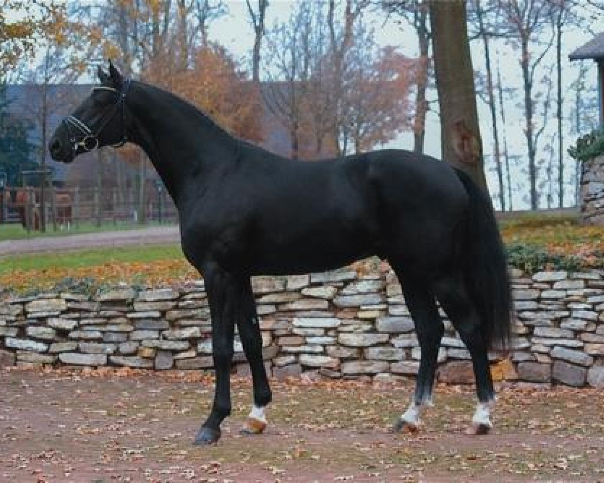 Pferd Hoftanz (Hannoveraner, 2004, von His Highness)