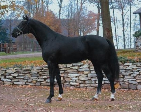 Pferd Hoftanz (Hannoveraner, 2004, von His Highness)