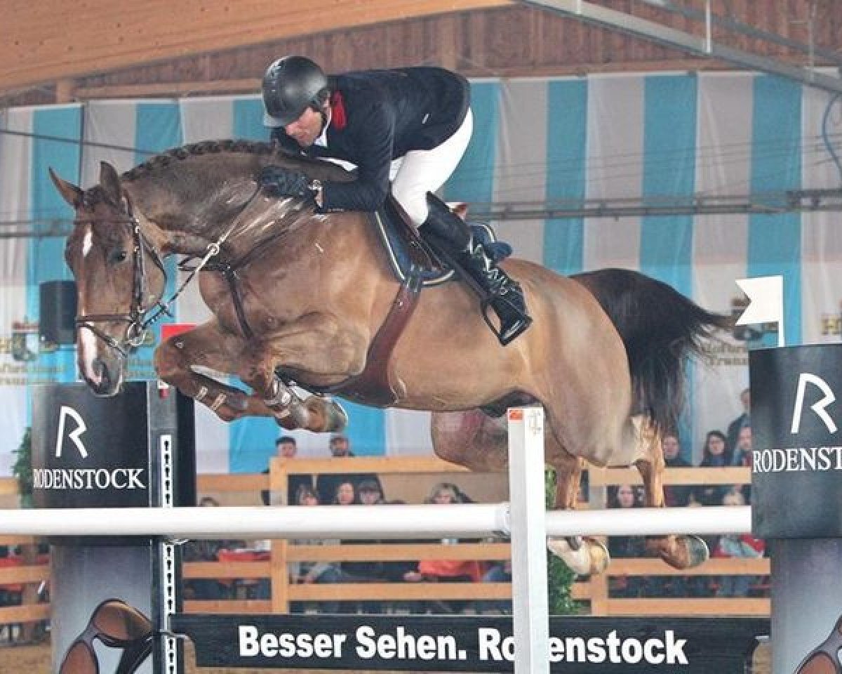 Deckhengst Cartouche van het Zorgvliet (Belgisches Warmblut, 2002, von Baloubet du Rouet)